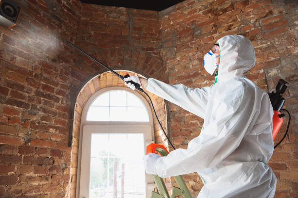 Best Mold Damage Restoration  in Rockville, MN